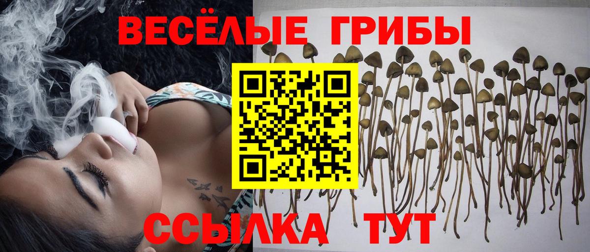Псилоцибиновые грибы мицелий Верхняя Салда